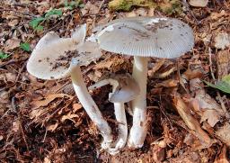Amanita argentea