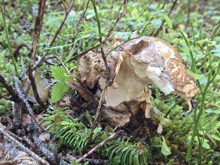 Catathelasma imperiale