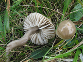 Gliophorus irrigatus