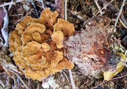 Onnia tomentosa