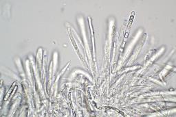 Tapesia lividofusca