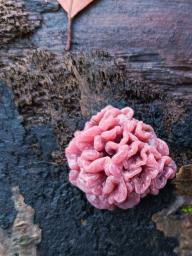 Ascocoryne sarcoides