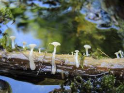 Cudoniella clavus