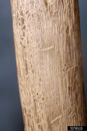 Scolytus intricatus