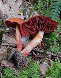 Cortinarius cinnabarinus