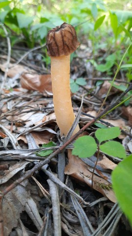 Verpa bohemica