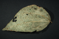 Uromyces appendiculatus