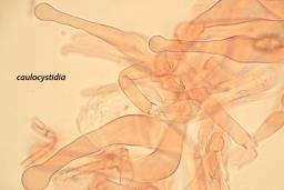 Galerina clavata