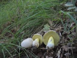 Caloboletus radicans