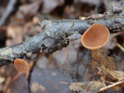 Rutstroemia bolaris