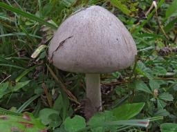 Volvopluteus gloiocephalus