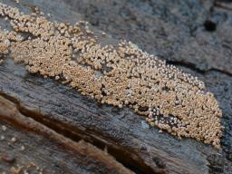 Merismodes anomala