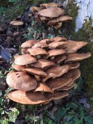 Pholiota squarrosa