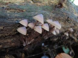 Mycena haematopus