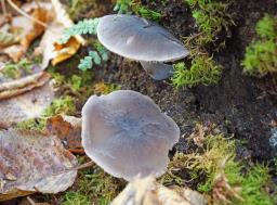 Dermoloma cuneifolium