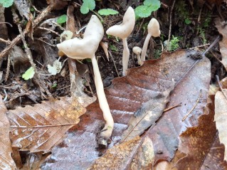 Helvella elastica