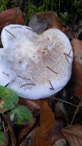 Tricholoma pardinum