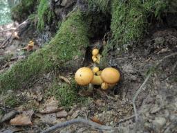 Gymnopilus junonius