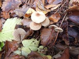 Marasmius cohaerens