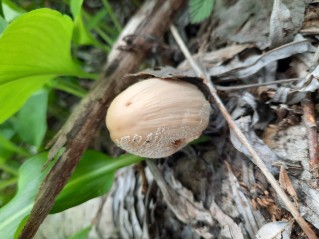 Coprinellus domesticus