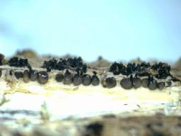 Diaporthe oncostoma