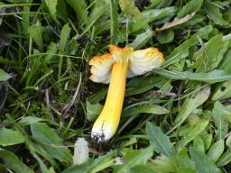 Hygrocybe acutoconica