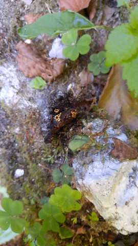 Hemitrichia serpula