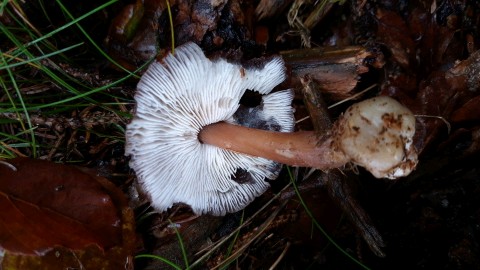 Rhodocollybia butyracea