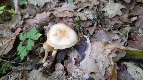 Rhodocollybia butyracea
