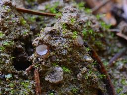 Wilcoxina gregaria