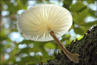 Mucidula mucida