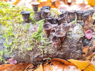 Cyathus striatus