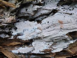 Odonticium septocystidia