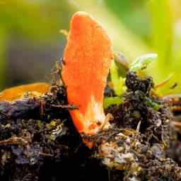 Cordyceps militaris