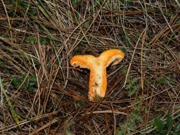 Lactarius deliciosus