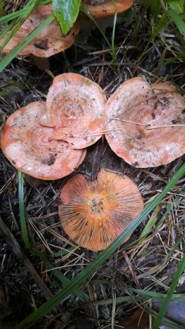 Lactarius deliciosus