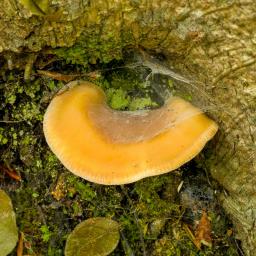 Hohenbuehelia petaloides