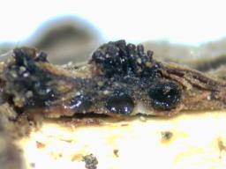 Diaporthe strumella