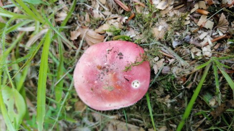 Russula rosea
