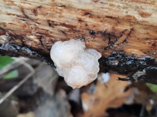 Naematelia encephala
