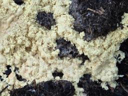 Didymium mucilago