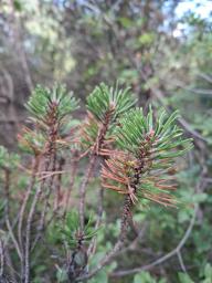 Lecanosticta acicola
