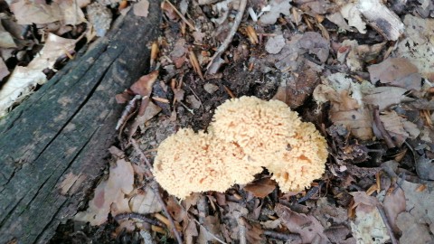 Ramaria flava