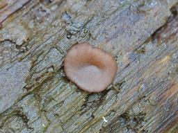 Pachyella lazzariana