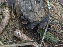 Phellinus viticola