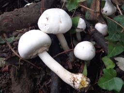 Agaricus xanthodermus