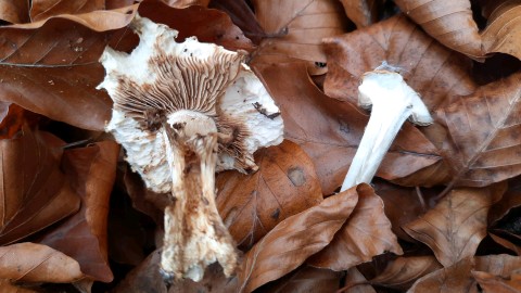 Hebeloma sinapizans