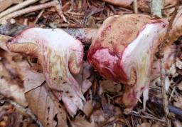 Chalciporus rubinus