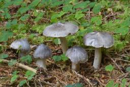 Tricholoma virgatum