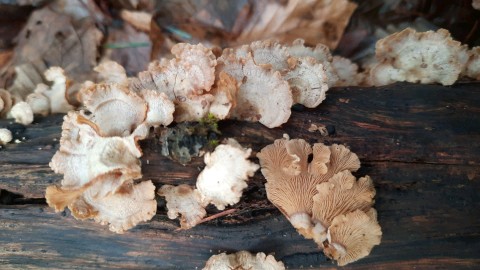 Panellus stipticus